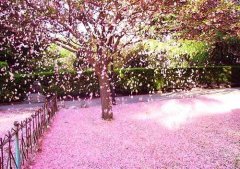 日本美景--樱花；富士山
