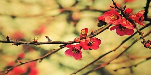 加拿大留学简历如何写好